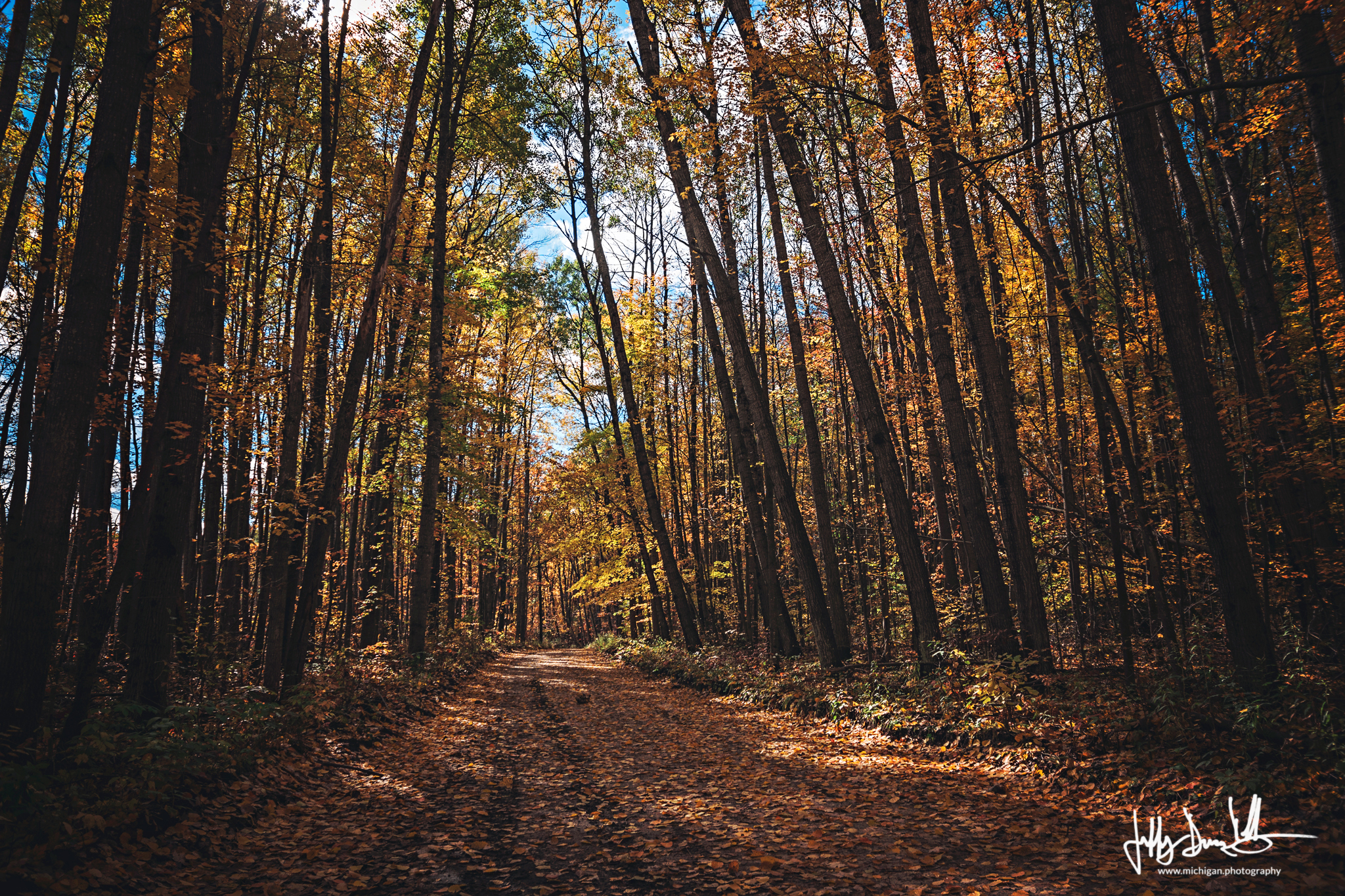 Road in the Huron National Forest in Alcona County on a sunny autumn day in 2025.